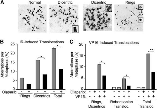Figure 6. Olaparib represses chromosomal translocations induced by IR or VP16. (A) Representative metaphase spreads showing IR-induced dicentric and ring chromosomes. (B-C) Olaparib reduces IR-induced translocations in normal human WI38 fibroblasts and VP16-induced translocations in 32D murine hematopoietic progenitor cells. *P < .05; **P < .01, based on z values calculated from 135-192 metaphase spreads (B) or 103-248 metaphase spreads (C).