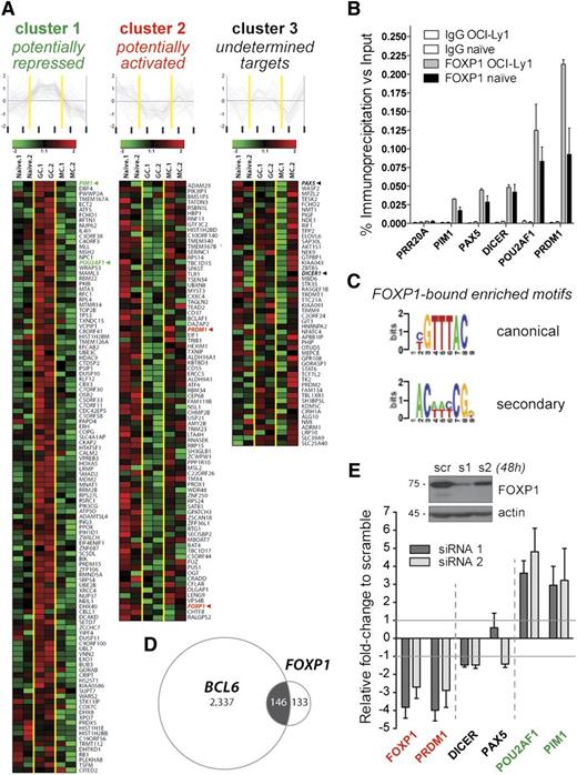 Figure 2. Identification of a B-cell network of FOXP1 target genes. (A) Heatmaps and line charts representing the top-scoring FOXP1 target genes clustered with respect to their expression profiles in naïve (n = 2), GC (n = 2), and memory (n = 2) human B cells (columns). FOXP1 expression pattern (cluster 2) was included in the analysis for comparison purposes. (B) Validation of FOXP1 occupancy at representative target genes as measured by quantitative ChIP in the OCI-ly1 cell line and in tonsillar naïve B cells. Data are displayed as average fold enrichment relative to the input in 3 independent experiments. (C) FOXP1 canonical and secondary binding motifs detected by the FIRE motif discovery algorithm in our list of FOXP1-bound promoters. (D) Venn diagram showing overlapping between the FOXP1 and BCL6 target genes discovered by our ChIP-on-chip approaches. (E) Transcriptional changes in representative FOXP1 target genes after 48-hour siRNA-mediated knockdown of FOXP1 in OCI-ly1 cells, as evaluated by qRT-PCR in 3 independent experiments. Bars represent gene expression normalized to GAPDH and displayed as fold change relative to scramble-siRNA–treated samples. A representative western blot demonstrating a reduction of FOXP1 protein expression is shown on top.
