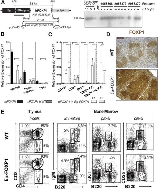 Figure 3. Characterization of Eμ-FOXP1 transgenic mice. (A) Illustration of the hFOXP1 transgene construct used for the generation of transgenic mice (left). Southern blot analysis on several transgenic lines to estimate transgene copy number (right). (B) Human and mouse FOXP1 messenger RNA levels were measured by qRT-PCR in spleen, bone marrow, and liver from unimmunized WT and Eμ-FOXP1 mice (n = 3 per mouse line and genotype) and presented relative to endogenous murine FOXP1 (2−ΔΔCt). Significance was determined by 2-tailed unpaired Student t tests. (C) Human FOXP1 expression by qRT-PCR in B CD19+, T CD3+, and granulocyte Gr1+ from unimmunized mice and GC B220+Fas+GL7hi and non-GC B220+Fas−GL7− cells isolated from SRBC-immunized WT and Eμ-FOXP1 mice (n = 3 per mouse line and genotype). Data are presented relative to GAPDH (2−ΔCt). (D) Representative IHC sections from WT and Eμ-FOXP1 mice (line L1) showing the distribution and expression of FOXP1 (brown, sum of human and murine levels) in splenic lymphoid follicles. (E) Representative fluorescence-activated cell sorter (FACS) profiling of the hematopoietic compartments in the thymus and bone marrow of 2-month-old unimmunized WT (n = 3) and Eμ-FOXP1 (n = 3) mice.