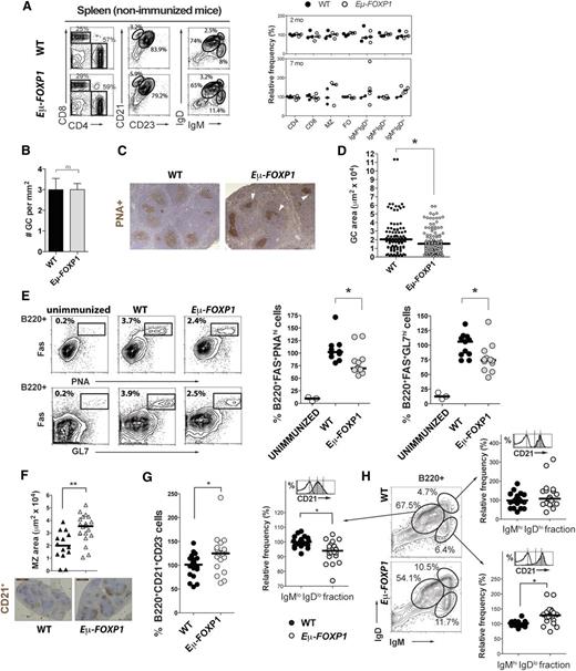 Figure 4. Impaired GC formation in Eμ-FOXP1 transgenic mice. (A) Analysis of the hematopoietic compartments in the spleen of unimmunized WT and Eμ-FOXP1 mice. Shown are representative FACS profiles (left) and a scatter plot summarizing the frequency of each cellular population relative to WT (right). Differences between young 2-month-old and older 7-month-old mice (circles) were assayed in 4 independent experiments. (B) The number of PNA+ GCs per mm2 of spleen (mean ± SEM) as measured by IHC from 2-month-old WT (n = 4) and Eμ-FOXP1 (n = 6) mice immunized with SRBCs. (C) Representative IHC staining with the proliferative marker PNA (brown) performed on splenic sections from SRBC-immunized mice. (D) Quantitative analysis of PNA+ surface area corresponding to 94 GCs from WT (n = 4) and 122 GCs from Eμ-FOXP1 (n = 6) 2-month-old immunized mice. (E) Shown are representative FACS profiles of splenic GC B cells after SRBC immunization (left) and the normalized percentage of GC B cells from WT and Eμ-FOXP1 mice (circles) assayed in 4 experiments (right). (F) IHC analysis of MZ CD21+ B cells (brown) in the spleen of WT and Eμ-FOXP1 SRBC-immunized mice (triangles). Shown are average size per mouse of the CD21+ area surrounding GCs (top) and representative IHC images (bottom). (G) Normalized FACS analysis of MZ CD21+CD23− B cells in the spleen from 2- to 8-month-old immunized WT and Eμ-FOXP1 mice (circles) assayed in 7 independent experiments. (H) Representative FACS profile and scatter plots of the normalized relative percentage of splenic B cells expressing different levels of surface IgM and IgD. WT and Eμ-FOXP1 2- to 8-month-old immunized mice (circles) were assayed in 4 independent experiments. Representative histograms of surface CD21 levels are shown for each fraction (in gray) compared with non-B B220− cells (in white). WT (solid lines) and transgenic (dotted lines) histograms were indistinguishable in terms of CD21 expression. The median is shown in all scatter plots. Significance was determined by nonparametric Mann-Whitney U tests.