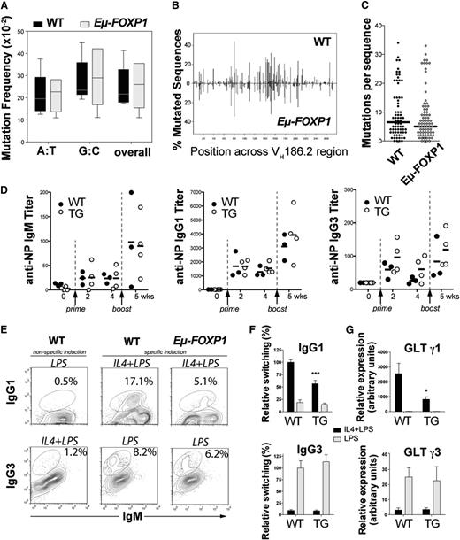 Figure 5. Abnormal GC function in Eμ-FOXP1 transgenic mice. (A) Frequencies of unique somatic mutations accumulated in splenic B cells at the VH186.2 region upon NP immunization of 3 WT and 3 transgenic mice. (B) Distribution of all mutations across the sequenced 273-bp-long VH186.2 region. (C) Number of mutations detected in each of the 72 sequences analyzed from WT or the 81 sequences analyzed from Eµ-FOXP1 mice. (D) Humoral immune response of WT (n = 6) and Eµ-FOXP1 (n = 7) mice to immunization with NP(36)-CGG at different times. Serum anti-NP titers and means are shown. (E) A representative FACS profile of ex vivo class switching from IgM to IgG1 and IgG3. Splenocytes from 2-month-old WT and Eµ-FOXP1 mice were stimulated for 72 hours with LPS or IL-4 plus LPS. The percentage of switched cells is indicated in each plot. (F) Bar graphs represent the normalized switching efficiencies of splenic B cells from WT (n = 5) and transgenic (n = 7) mice that were assayed in 4 different experiments. (G) GLTs expressed by WT (n = 4) and Eµ-FOXP1 (n = 7) splenocytes were assayed by qRT-PCR in 3 independent experiments after stimulation for 50 hours with LPS or IL-4 plus LPS, normalized to Igβ levels and represented relative of those of unstimulated WT cells. All bar graphs represent mean ± SEM. Significance was calculated using 2-tailed unpaired Student t tests. TG, transgenic mice; wks, weeks; WT, wild-type mice.