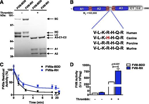 Figure 1. Biochemical characterization of the recombinant FVIII-R1645H (RH) variant. (A) SDS-PAGE results of 3 μg of FVIII-RH and FVIII-BDD staining with Coomassie blue before (−) and after (+) incubation with thrombin are shown. (B) The alignment of partial sequences of FVIII B domain from distinct species is shown. (C) The graph shows the decay of FVIII-RH and FVIII-BDD following thrombin activation. Purified proteins (20 nM) were activated in the presence of α-thrombin, and the residual activity of FVIII was determined by a 2-stage aPTT assay. (D) FVIII clotting activity was determined by 1-stage (without thrombin) or 2-stage (with thrombin) aPTT assay; data represent triplicated experiments.