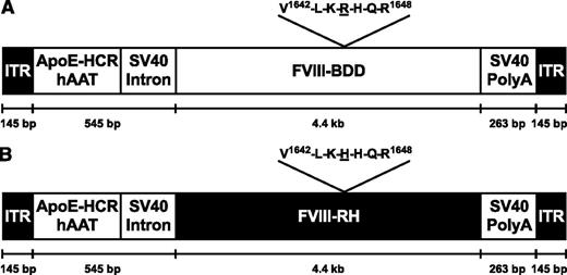 Figure 4. AAV vectors for the expression of FVIII forms. The schematic shows the F8 gene (encoding FVIII) expression plasmids used for the preparation of recombinant AAV vectors flanked by inverted terminal repeats (ITR). The human α1-antitrypsin (hAAT) promoter is linked to the hepatic locus control region (HCR) of a single copy of the apolipoprotein E (ApoE) enhancer. SV40 intronic and polyadenylation (poly A) sequences are from simian virus 40. Differences in the sequences used for the generation of FVIII-RH and FVIII-BDD are indicated. bp, base pairs.