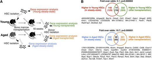 Figure 1. Transcriptional alterations of HSC aging persist through transplantation-mediated stress. (A) Experimental outline. (B) Venn diagrams depicting the number of genes up-regulated or down-regulated in HSCs with age, and the overlap of genes that remain differentially regulated as a consequence of HSC aging after transplantation. Numbers in Venn diagrams depict differentially regulated probe sets, with numbers in brackets indicating unique genes. The identities of common genes are shown below each diagram. The analysis was performed on gene expression arrays from 2 independent experiments totaling 6 replicate arrays for the young and aged steady-state setting and 2 replicate arrays for the young and aged transfer setting.