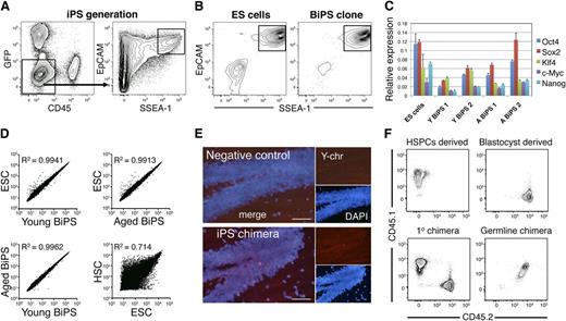 Figure 2. Generation of iPS cells from BM hematopoietic progenitor cells. (A) FACS strategy to isolate candidate iPS cells from HSPCs. HSPCs were transduced with retroviruses expressing GFP, Oct3/4, Klf4, c-Myc, and Sox2 for 2 days and subsequently cultured for 14 days in ES cell conditions. On day 14, candidate iPS cells were isolated by FACS based on a GFP-CD45-EpCAM+SSEA-1+ phenotype and cultured in individual wells (25 cells sorted per well) until single iPS colonies emerged. (B) Representative FACS plots of a commercially available C57BL/6 ES cell line (Primogenix B6N1, left), and an established iPS line showing the simultaneous expression of EpCAM and SSEA-1 (right). (C) Expression of pluripotency factors and induction of Nanog expression in established iPS lines (5 independent experiments, 3 replicates/cell line). (D) Correlation plots of the genome-wide expression patterns of young and aged BiPS lines to ESCs (1 experiment, relative expression values were averaged from 2 replicate arrays per condition). A correlation plot of expression patterns in ESC to HSCs is also shown to highlight the similarity in expression patterns of iPS lines and ESCs. (E) Y chromosome fluorescent in situ hybridization of a cross-section of the hippocampus from a negative control female mouse (top) and an agedBiPS primary chimera (bottom) generated from male agedBiPS cells injected into a female blastocyst. (F) FACS plots showing the congenic immunophenotype (CD45.1/CD45.2 system) of the hematopoietic cells used for cell isolation and primary chimera generation (bottom right). Peripheral blood phenotype of a germline contributed agedBiPS offspring.