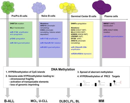 Figure 1. Summary of epigenetic abnormalities that contribute to neoplastic transformation of normal B-cell precursors (on the top) to specific lymphoma subtypes (on the bottom). Abnormalities in histone- and DNA-modifying enzymes are within colored boxes in black, abnormalities in miRNAs are within colored boxes in blue. DNA methylation changes are summarized in the white box.