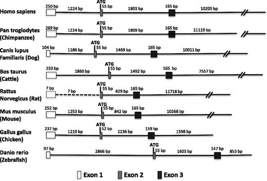 Figure 1. Promoter proximal intron-exon structure of the vWF gene across vertebrate species. Shown in order are the first exon (5′UTR), first intron, second exon (which begins with the ATG translation initiation codon), second intron, third exon, and part of the third intron in multiple species. In the case of the rat gene, there is no information about the genomic sequence upstream of the translation start site. Thus, the presence of an upstream first exon containing the 5′UTR (box with dashed outline) and a first intron (dashed line) can only be inferred from their conserved arrangement in higher and lower species.