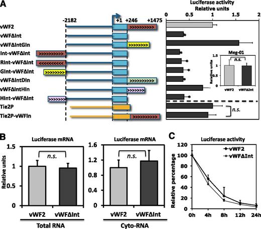 Figure 2. Effect of RNA splicing on vWF promoter activity in cultured primary human endothelial cells and MEG-01 cells. (A) HUVECs were transiently transfected with a pGL3 construct containing the human vWF promoter spanning the region between −2182 and +246 (which corresponds to the end of the first exon) without an intron (vWFΔInt) or linked 5′ of the first intron from the human vWF gene (vWF2), the second intron from the human β-globin gene (vWFΔIntGIn), the second intron from the mouse DSCR-1 gene (vWFΔIntDIn), or the sixth intron from the hagfish factor X gene (vWFΔIntHIn). Alternatively, cells were transfected with a pGL3 construct in which the first intron of the vWF gene was placed upstream of the −2182 and +246 vWF promoter in the correct orientation (Int-vWFΔInt) or in the reverse direction (RInt-vWFΔInt), with a a pGL3 construct in which the second intron from the human β-globin gene was placed upstream of the −2182 and +246 vWF promoter in the correct orientation (GInt-vWFΔInt) or with a pGL3 construct containing a 2100-bp fragment of the mouse Tie2 promoter linked in the absence or presence of the first intron of human vWF (Tie2P and Tie2P-vWFIn, respectively). (Inset) MEG-01 cells were transiently transfected with a pGL3 construct containing the human vWF promoter spanning the region between −2182 and +246 (which corresponds to the end of the first exon) in the absence or presence of the first intron from the human vWF gene. The results show the mean ± standard deviation of luciferase light units (relative to vWF2) obtained in triplicate from ≥3 independent experiments. *P < .05. n.s., nonsignificant. (B) HUVECs were transfected with vWF2-luc or vWFΔInt-luc constructs. After a 24-hour incubation, total or cytoplasmic (cyto) extract fractions were prepared. RNA was extracted, and luciferase mRNA levels were measured by qPCR. The results show the mean ± standard deviation of luciferase mRNA levels (relative to vWF2) obtained in triplicate from 3 independent experiments. n.s., nonsignificant. (C) HUVECs were transfected with vWF2-luc or vWFΔInt-luc plasmids. After a 24-hour incubation, cells were treated with cyclohexamide (100 μg/mL) and collected at the indicated time points to measure the luciferase activity. Data are presented as percentage relative to 0 hours. n = 3 independent experiments.