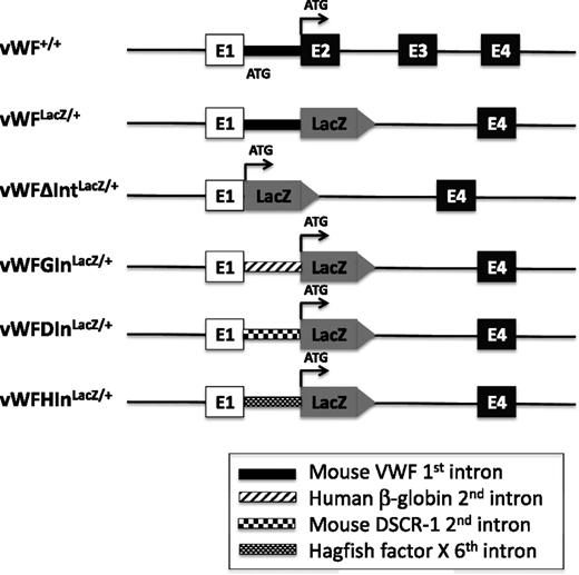Figure 3. Schematic of the targeting constructs used to generate mice. E, exon; ATG, translation initiation codon.