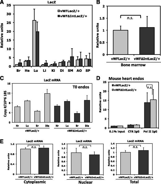 Figure 5. Mechanisms underlying the enhancing effect of the first intron on vWFLacZ/+ gene expression. (A) Organs from vWFLacZ/+ and vWFΔIntLacZ/+ mice were assayed for LacZ mRNA expression by qPCR. The results show the mean ± standard deviation of mRNA expression (relative to vWFLacZ/+ in brain) obtained in triplicate from 3 independent experiments. Br, brain; He, heart; Lu, lung; Li, liver; Ki, kidney; Di, diaphragm; SM, skeletal muscle; Ao, aorta; Sp, Spleen. (B) Bone marrow from vWFLacZ/+ and vWFΔIntLacZ/+ mice was assayed for LacZ mRNA expression by real-time PCR. The results show the mean ± standard deviation of mRNA expression (relative to vWFLacZ/+) obtained in triplicate from 3 independent experiments. n.s., nonsignificant. (C) Endothelial cells were harvested from different organs from vWFLacZ/+ and vWFΔIntLacZ/+ mice using CD31-coated magnetic beads. RNA was isolated within 90 minutes and assayed for LacZ mRNA expression by qPCR. The results show the mean ± standard deviation of mRNA expression obtained in triplicate from 3 independent experiments. (D) ChIP assay was performed using double-sorted endothelial cells from the hearts of vWFLacZ/+ and vWFΔIntLacZ/+ mice. DNA was sheared and the resulting DNA-protein complexes were immunoprecipitated in the absence or presence of antibodies to PolII or control IgG. Real-time PCR analysis was performed using the precipitated DNA fragments and primers for the proximal promoter region. (E) mRNA in cytoplasmic and nuclear fractions or total mRNA was extracted from heart ECs of vWFLacZ/+ and vWFΔIntLacZ/+ mice. LacZ mRNA levels were measured by qPCR using gene-specific primers. The results show the mean ± standard deviation of mRNA expression (relative to vWFLacZ/+) obtained from 5 independent experiments.