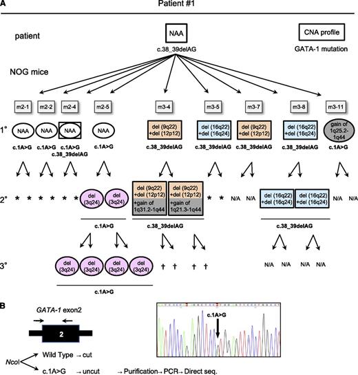 Figure 4. TAM-derived cells show genetic and functional diversity. (A) Summary of the serial transplantation of TAM cells of patient 1 and the results of CNA profiling and GATA1 mutation analysis. The original patient sample had a single GATA1 mutation, c.38G_39delAG, and no additional CNAs. Diverse subpopulations with or without additional CNAs expanded in each recipient. GATA1 mutation analysis showed 2 distinct mutations in recipients: one identical to that of the original patient (c.38_39delAG) and a different mutation (c.1A>G). The mice harboring cells with the original mutation (c.38_39delAG) are shown in rectangles, and the mice with cells harboring the other mutation (c.1A>G) are shown in ovals, with a CNA profile note inside. The GATA1 mutation is indicated below the symbol. NAA, no additional alteration; N/A, not assessed because of low blast cell count. †Death of recipient before analysis. *No engraftment. (B) Detection of a minor clone with the c.1A>G mutation in the original sample of patient 1. Ncol digestion of a DNA fragment obtained by PCR of GATA1 exon 2 yielded 2 fragments in the wild type, whereas the mutant allele (c.1A>G) remained undigested. PCR of the undigested band and direct sequence analysis identified the same GATA1 mutation (c.1A>G mutation) in the patient sample. Black arrow indicates the primer set.