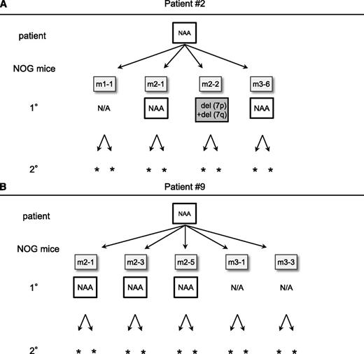 Figure 6. Serial transplantation and CNA profiling of TAM-derived cells from patients that did not develop ML-DS. (A) Serial transplantation assay using TAM cells from patient 2. Four attempts resulted in successful analysis in 1° recipients. CNAs with del(7p) and del(7q) were observed in 1 recipient (m2-2). No additional CNAs were observed in any other recipients. No engraftment was observed in 2° recipients. (B) Serial transplantation assay of TAM cells from patient 9. Five attempts resulted in successful analysis in 1° recipients. No additional CNAs were observed in any analyzed recipients, and no engraftment was observed in 2° recipients. NAA, no additional alteration; N/A, not assessed because of low cell count. *No engraftment.