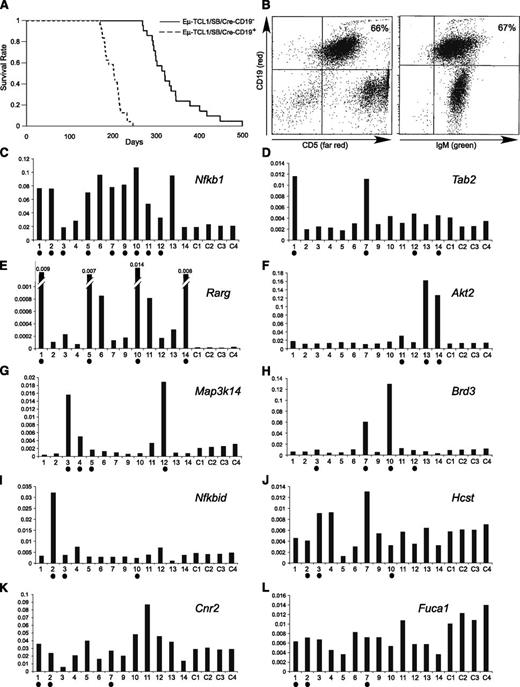 Figure 1. Analysis of Eμ−TCL1/SB mice. (A) Kaplan-Meier survival plot of Eμ−TCL1/SB and Eμ−TCL1 control mice. (B) Fluorescence-activated cell sorter analysis of a representative Eμ−TCL1/SB CLL case (the T cells are green because in this system cells that do not undergo Cre recombination are green fluorescent protein–positive12). (C-L) Real-time RT-PCR analysis of genes affected by CISs. Shown values are relative to actin expression. Samples containing insertions near corresponding genes are marked with solid dots. The following Applied Biosystems assays were used: Hcst (Mm01172975_m1), Nfkbid (Mm00549082_m1), Map3k14 (Mm00444166_m1), Rarg (Mm00441091_m1), Brd3 (Mm00469733_m1), Tab2 (Mm00663112_m1), Fuca1 (Mm00502778_m1), Nfkb1 (Mm00476361_m1), Akt2 (Mm02026778_g1) and Cnr2 (Mm02620087_s1), and Actin (Mm00607939_s1).