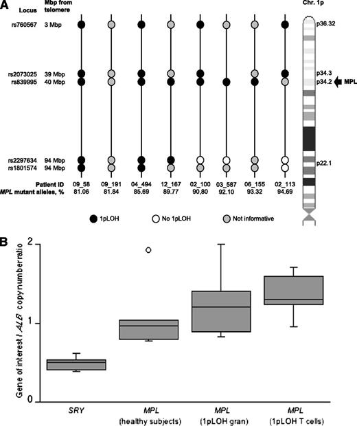 Figure 5. Acquired CN-LOH of chromosome 1p in patients with MPN and high MPL-mutant allele burden. (Upper panel, A) Analysis of the two telomeric SNPs rs760567 and rs2073025 mapping on chromosome 1p36.32 and 1p34.3, respectively; the two centromeric SNPs rs2297634 and rs1801574 located at 1p22.1; and the intronic SNP rs839995 in 8 MPN patients with an MPL mutation burden >75%. Black circles indicate chromosome 1pLOH in granulocytes as detected by the corresponding polymorphic marker, white circles indicate the absence of 1pLOH, and gray circles indicate noninformative loci. Vertical lines represent individual patients. This analysis showed 1pLOH, always involving the location of MPL in 1p34, in 7 of the 8 patients studied; the remaining patient (09_191, second patient from left) was not informative. With respect to chromosome 1p34, telomeric sequences were involved in 1pLOH in all informative patients, although centromeric sequences were involved in only a subset of patients. (Lower panel, B) Evaluation of number of copies of MPL in patients with 1pLOH. Data are shown in a box plot depicting the lower and upper adjacent values (lowest and highest horizontal line, respectively), lower and upper quartile with median value (box) and outliers (dots). No significant difference in MPL copy number was found between granulocytes (gran) and T lymphocytes from patients with 1pLOH (P = .54), as well as between patients and healthy participants (P = .12), although significant differences were found with respect to the SRY gene (P < .001).