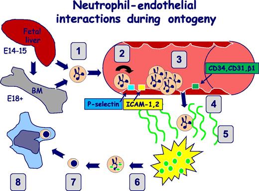 Simplified overview of proposed neutrophil–endothelial interactions during ontogeny. Before E14 to E15, hemogenic endothelial activity predominates, whereas after this time, HSC and progenitor activity concentrates extravascularly within the fetal liver, followed by seeding of bone marrow. (1) Neutrophil egress to the vasculature from the fetal liver (E14-E15) or the bone marrow (after E18). (2) Neutrophil rolling on activated endothelium occurs under conditions of low shear stress and is mediated by adhesive mechanisms such as neutrophil P-selectin glycoprotein ligand 1 interacting with activated endothelial P-selectin. (3) Firm arrest/adhesion involves interactions between activated neutrophils that express surface adhesion molecules, including Mac-1 and lymphocyte function-associated antigen 1, and cognate endothelial ligands such as the ICAMs. (4) Transendothelial migration/extravasation. Activated neutrophils migrate through endothelial gap junctions using adhesive interactions that include CD18 and CD31. (5) Chemotaxis. Activated neutrophils migrate toward inflammatory tissue in a directed process mediated by chemokines such as interleukin 8. (6) Phagocytosis and bacterial killing. Activated tissue neutrophils ingest pathogens and promote their intracellular demise. (7) Apoptosis. Tissue neutrophils undergo programmed cell death in preparation for their removal by the reticuloendothelial system by efferocytosis (8).