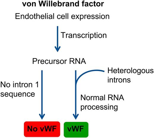 Removal of the vWF intron 1 sequence abolishes endothelial cell expression of vWF protein. Replacement of the intron 1 sequence with intron 2 from the mouse Down syndrome critical region gene or intron 6 from hagfish factor X restores vWF protein expression by endothelial cells. Expression of vWF by megakaryocytes does not require the same intron 1 splicing event.