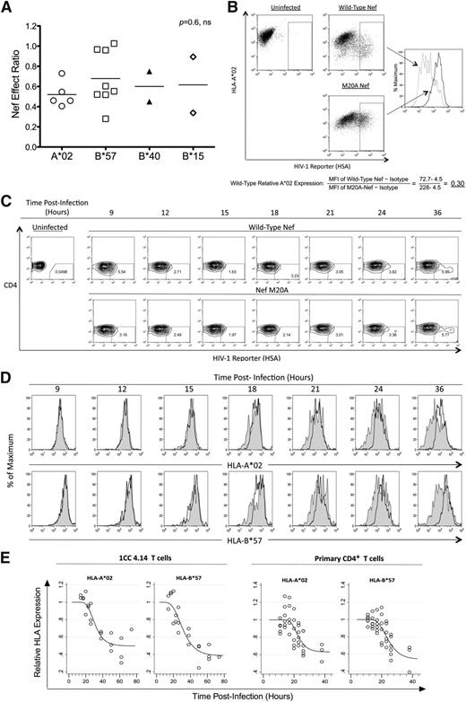 Figure 3. The effect of Nef on HIV-1–specific CTL antiviral activity is unrelated to HLA-I restriction of the epitope. The impact of Nef was compared across presenting HLA-I types. (A) Nef-effect ratios plotted for the indicated HLA-I types. Each dot represents one epitope; the horizontal bar represents the mean. There was no significant difference between groups (Kruskal-Wallis test). (B) A flow cytometric approach was used to measure Nef-mediated down-regulation of HLA-I A*02 and HLA-I B*57 on acutely HIV-1–infected cells. A representative experiment shows the analysis of HLA-A*02 down-regulation after gating on infected cells (positive for the HSA reporter) and determination of MFI of A*02 staining. The relative expression of A*02 on cells infected with wild-type Nef virus (gray dotted histogram) was then calculated as a fraction of MFI compared with Nef-M20A virus (black solid histogram) after subtraction of background MFI (from an isotype control). (C) Expression of cell-surface CD4 and the HSA reporter over time is demonstrated after acute infection of primary CD4+ T lymphocytes from an HIV-1–infected donor with both A*02 and B*57 (subject number 00036, a slow progressor not on treatment). (D) The infected (HSAhigh+ and CD4dim/−, percentages shown) primary CD4+ T lymphocytes were gated and analyzed for A*02 (top panel) and B*57 (bottom panel) expression. HLA-I expression is plotted for HIV-1 with wild-type Nef (gray shaded histograms) versus Nef-M20A (black histograms). (E) Gompertz plots of Nef-mediated down-regulation of A*02 versus B*57 are shown for the laboratory T-cell line 1CC4.14 (top panel) or primary CD4+ T lymphocytes* (bottom panel). In the top panel, the estimates for time to 10% A*02 versus B*57 down-regulation by Nef are 22.1 and 19.6 hours after infection, respectively. The slopes of the fitted curves at 10% down-regulation of A*02 versus B*57 are −0.016 and −0.015, respectively. The maximum levels of down-regulation of A*02 versus B*57 are estimated to be 50% and 40%, respectively. These parameters are not significantly different for A*02 versus B*57. In the bottom panel, the estimates for time to 10% A*02 versus B*57 down-regulation by Nef are 18.1 and 18.0 hours after infection, respectively. The slopes of the fitted curves at 10% down-regulation of A*02 versus B*57 are −0.023 and −0.021, respectively. The maximum levels of down-regulation of A*02 versus B*57 are estimated to be 60% and 50%, respectively. These parameters are not significantly different for A*02 versus B*57. The efficiency of infection was higher (approximately 40%-50% vs the 10% shown in Figure 3C) and Nef-mediated HLA-I down-regulation occurred earlier (approximately 12 hours after infection) in virus-infected primary CD4+ T lymphocytes of HIV-1–uninfected donors (data not shown).