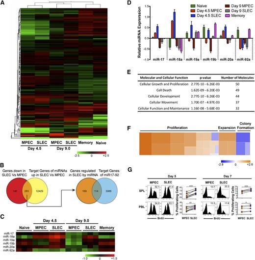 Figure 1. Differential expression of miR-17∼92 and its predicted gene targets in MPECs and SLECs correlates with differences in cell proliferation. P14 chimeric mice containing 104 DbGP33-specific CD8 T cells were infected with LCMV, and memory cells were FACS-purified at day 60 after infection, along with naïve P14 cells from uninfected mice. KLRG-1lo MPECs and KLRG-1hi SLECs were also FACS-purified at days 4.5 and 9.0 after infection. Total RNA (including small miRNA species) was isolated and miRNA expression profiling was conducted. (A) Heat map representation with unsupervised hierarchical cluster analysis of differentially expressed miRNAs, P ≤ .05. (B) Venn diagram comparison of predicted target list of miRNAs upregulated in SLECs with genes downregulated in SLECs. Common subset of 283 genes that are downregulated in SLECs and predicted to be targets of miRNAs upregulated in SLECs were then intersected with the predicted target list of miR-17∼92. (C) Heat map and (D) bar graph representations of relative expression of miRs -17, -18a, -19a, -19b, -20a, and -92a belonging to the miR-17∼92 cluster. (E) Functional classification of miR-17∼92–predicted target genes that are downregulated in SLECs into cellular processes and pathways. (F) Heat map representation of how increased expression of miR-17∼92 in SLECs regulates pathways that are predicted to affect cell growth and proliferation. Fifty genes predicted to be regulated by miR-17∼92 were functionally classified into 23 annotated pathways in Ingenuity and the z-score of impact on proliferation, expansion, and colony formation pathways is presented as heat map. A positive z-score correlates positively with the activation of a given pathway and is depicted by the orange color in the heat map. (G) P14 chimeric mice containing 104 DbGP33-specific CD8 T cells were infected with LCMV, and BrdU was administered intraperitoneally at days 4.75 and 6.75 after infection. Six hours later, proliferation of CD8+ Thy1.1+ KLRG-1lo MPECs or KLRG-1hi SLECs was analyzed by flow cytometry. Representative histogram plots and line graphs of BrdU incorporation are shown. Each line represents % BrdU+-proliferating MPECs and SLECs in individual mice. Results are representative of 3 independent experiments with 2 to 5 mice per experiment. Paired Student t test was used for statistical significance of difference of means (*P ≤ .05, **P ≤ .01, ***P ≤ .001).