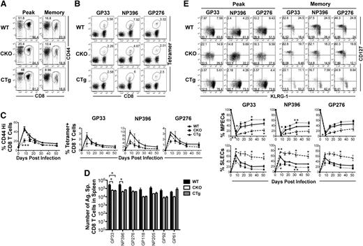 Figure 2. miR-17∼92 regulates CD8 T-cell expansion and the balance between effector and memory fates. CKO and CTg mice with conditional loss or gain of expression of miR-17∼92 after activation of GZMB, respectively, were infected with LCMV along with wild-type mice, and antigen-specific CD8 T-cell responses were measured longitudinally in peripheral blood mononuclear cells. (A) Total antigen-specific CD8 T-cell responses were enumerated by flow cytometric analysis of CD44hi CD8+ T cells. Representative dot plots depicting frequencies of CD44hi CD8 T cells at the effector peak (day 8) and memory phase (day >30) are shown. (B) Representative dot plots of DbGP33-, DbNP396-, and DbGP276-specific CD8 T cells are shown at day 8 after infection. Numbers indicate the frequency of tetramer-positive CD8 T cells. (C) Line charts depict the frequencies of CD44hi and tetramer-specific CD8 T cells at indicated times after infection. (D) Bar graphs show total numbers of IFN-γ+ antigen–specific CD8 T cells at memory after 5-hour in vitro stimulation of splenocytes with indicated epitope peptides (0.1 μg/mL). Representative data from one experiment containing 3 mice in each group are presented. Unpaired Student t test was used for analysis of statistical significance (*P ≤ .05). (E) Representative dot plots of CD127 and KLRG-1 gated on tetramer-positive CD8 T cells are shown at effector peak (day 8) and memory (day >30) phases. Numbers in FACS plots represent quadrant frequencies. Mean ± SEM values of percentage MPECs (CD127+ KLRG-1–) and SLECs (CD127– KLRG-1+) are plotted as line charts. Representative data from 1 experiment containing 3 mice in each group are presented. Unpaired Student t test was used for analysis of statistically significant differences between wild-type and CKO or CTg mice, respectively (*P ≤ 0.05, **P ≤ .01, ***P ≤ .001).
