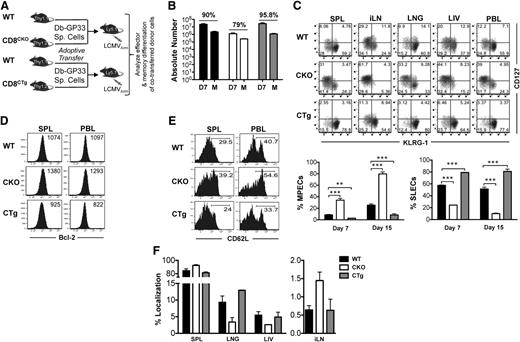 Figure 3. miR-17∼92 acts in a CD8 T-cell–intrinsic manner to regulate memory differentiation. (A) 105 naïve CD8CKO (Thy1.2+) or CD8CTg (Thy1.2+) P14 cells were adoptively transferred along with equal numbers of wild-type DbGP33-specific P14 (Thy1.1+) cells into naïve C57Bl/6 mice (Ly5.1+) that were subsequently infected with LCMV. (B) Splenocytes were isolated at days 7 or >30 after infection, and frequencies of antigen-specific CD8WT, CD8CKO, and CD8CTg cells were determined by flow cytometry using CD8, Ly5.1, Thy1.1, and Thy1.2 markers. Absolute numbers of antigen-specific CD8 T cells at the effector and memory phases are presented as bar graphs. Percentage contraction of CD8 T cells from peak to memory is shown at top of the respective groups. (C) Representative FACS plots of CD127 and KLRG-1 expression on CD8WT-, CD8CKO-, and CD8CTg-gated populations are shown in spleen (SPL), inguinal lymph node (iLN), lung (LNG), liver (LIV), and blood (PBL) at day 7 after infection. Mean ± SEM of %MPECs (CD127hi KLRG-1lo) and %SLECs (CD127lo KLRG-1hi) at indicated times after infection are plotted as bar graphs. Results are representative of at least 4 independent experiments with n ≥ 3 in each group. Unpaired Student t test was used for statistical significance. (D) CD8WT, CD8CKO, and CD8CTg donor cells were analyzed for Bcl-2 expression in SPL and PBL at the peak of CD8 T-cell expansion. Histogram plots with mean fluorescence intensity (MFI) of Bcl-2 expression are shown. (E) Histogram plots of l-selectin (CD62L) expression on CD8WT, CD8CKO, and CD8CTg cells in SPL and PBL are presented at memory. Numbers represent frequencies of CD62Lhi antigen–specific CD8 T cells. (F) Bar graphs represent mean ± SEM values for %localization of CD8WT, CD8CKO, and CD8CTg cells at the memory phase in indicated tissues. %localization in each tissue was calculated by dividing the number of CD8WT, CD8CKO, or CD8CTg donor cells in the tissue by total number of respective donor cells in all tissues.