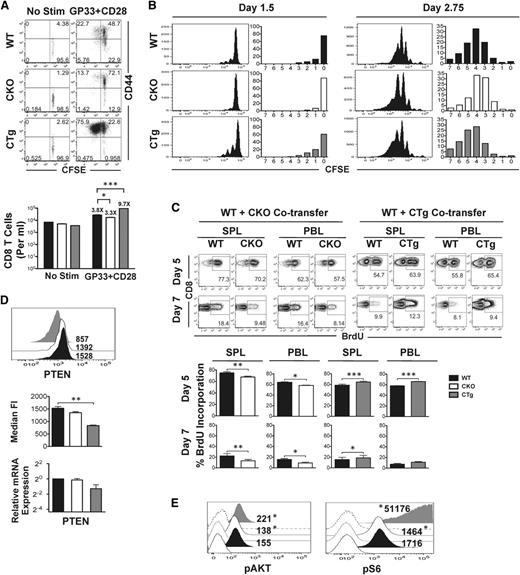 Figure 6. Reciprocal effects of gain or loss of expression of miR-17∼92 on antigen-specific CD8 T-cell proliferation and signaling. (A) CD8WT and CD8CKO or CD8CTg P14 cells were labeled with CFSE and stimulated in vitro with GP33 and CD28 for 60 hours. Activation and proliferation of gated donor populations are presented as dot plots of CD44 vs CFSE. Mean ± SEM of antigen-specific CD8 T-cell numbers are plotted as bar graphs. Fold increase relative to unstimulated controls is listed above the respective bars. (B) 106 congenically mismatched CFSE-labeled CD8WT and CD8CKO or CD8CTg P14 cells were cotransferred into naïve mice, followed by LCMV infection. Cell proliferation was assessed by analyzing CFSE dilution at indicated days after infection. The frequencies of CD8 T cells in divisions 0 to 7 are summarized in bar graphs. Data are representative of 2 independent experiments, with n = 2 to 3 mice per experiment. (C) B6 mice containing 104 wild-type and CKO or wild-type and CTg P14 cells were administered 1 mg BrDU intraperitoneally at days 4.75 or 6.75 after infection. The frequency of BrDU incorporation for each population in spleen (SPL) and blood (PBL) was assessed in CD8+Thy1.1+ wild-type and CD8+Thy1.2+ CKO or CTg cells at days 5 and 7 after infection. Representative FACS plots of BrdU incorporation are presented, with mean ± SEM data plotted as bar graphs. Results are representative of 4 independent experiments, with n ≥ 3 in each group. Paired Student t test was used in each mouse to assess statistical significance. (D) 105 naive CKO (Thy1.2+) or CTg (Thy1.2+) P14 cells were adoptively transferred along with equal numbers of wild-type P14 (Thy1.1+) cells into naïve C57Bl/6 mice (Ly5.1+) that were subsequently infected with LCMV. Representative histogram plots with median fluorescence intensity of PTEN expression at day 7 after infection are presented. Average median fluorescence intensity of PTEN from 2 independent experiments, with n ≥ 3 in each group, is summarized in bar graph. Error bars represent SEM. Relative expression of PTEN mRNA in purified wild-type, CKO, and CTg CD8 T cells at day 7 post infection is also shown. Wild-type data were normalized using GAPDH control. Unpaired Student t test was used for statistical significance. (E) Histogram plots of pAKT and phosphoS6 expression in wild-type, CKO, and CTg P14 cells stimulated in vitro with GP33 and CD28 for 48 hours are presented as filled histograms. Shaded histograms represent expression of pAKT and phosphoS6 in unstimulated cells. Numbers indicate median fluorescence intensity of expression and are representative of 2 independent experiments. Probability binning algorithm in FlowJo was used to determine the T(x) metric for estimating the significance of difference between wild-type and CKO or wild-type and CTg populations (*P < .01).