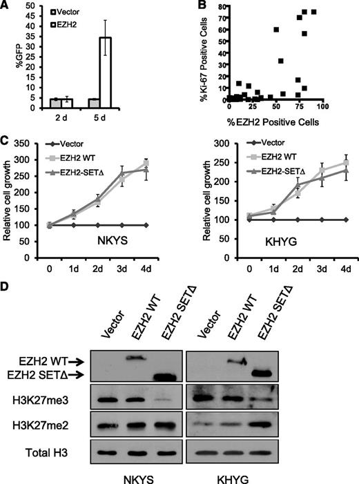 Figure 3. EZH2 overexpression in NKTL promotes cell growth independent of histone methyltransferase activity. (A) Primary NK cells transduced by EZH2 exhibit a growth advantage. Primary NK cells expressing ectopic EZH2 were monitored by a coexpressed GFP marker. Using our established viral infection protocol, we routinely obtained a transduction efficiency of 4.3% for normal NK cells. If EZH2 infection does not alter the cell growth, the EZH2-infected cell will not gain a growth advantage; thus, the percentage of GFP+ cells should remain at 4.3%. However, the percentage of GFP+ cells increased from approximately 4.3% at day 2 to ∼34.4% at day 5, indicating an acquired growth advantage in these EZH2-infected cells. Antibiotic selection of positively infected cells was not done. (B) Scatterplot representation of the correlation between the percentage of Ki-67–positive cells and the percentage of EZH2-positive cells. Spearman correlation coefficient r for EZH2 v Ki67 = 0.73; P < .0001. (C) MTS proliferation assay showing that ectopic expression of EZH2 promotes cell growth of NKTL cell lines without requiring SET domain activity. Cells were cotransfected with pMAX-GFP and the control empty vector pcDNA4.1 or EZH2 expression plasmids. Cells transfected were subjected to proliferation assays for up to 96 hours. The cell growth (expressed as a percentage of the empty vector control) was determined by MTS assay as described in Materials and Methods. The mean values of triplicate samples are shown, and error bars indicate standard deviations. (D) Western blot analysis of EZH2, H3K27m3, and H3K27m2 in indicated samples. Expression of EZH2 WT and the SET-domain mutant was detected by the MYC-tag antibody. H3 was used as a loading control.