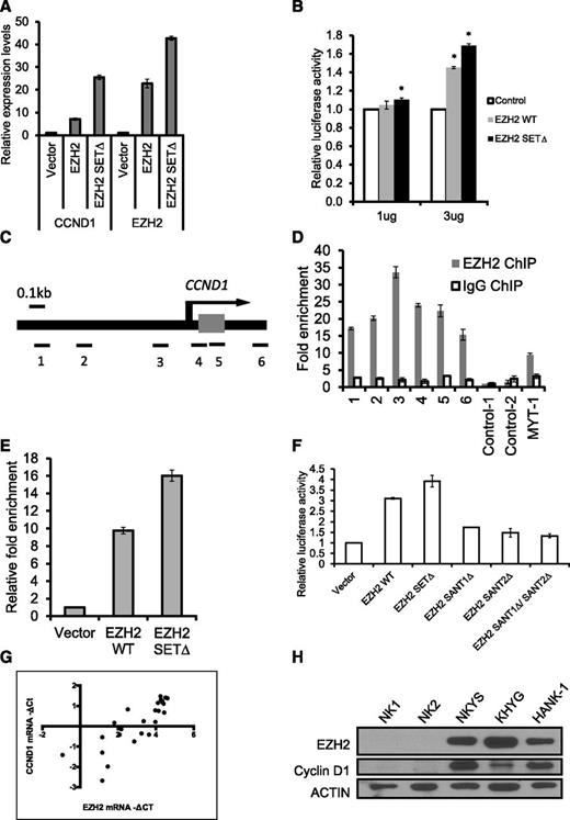 Figure 4. EZH2 positively regulates CCND1 transcription by binding to its promoter in NKTL cells. (A) Overexpression of EZH2 induces the expression of CCND1. Vectors expressing EZH2 (pcDNA-EZH2 or pcDNA-EZH2 SETΔ) were transiently transfected into NKYS cells. The RNA harvested from the cells at 24 hours after transfection was isolated, reverse-transcribed, subjected to qPCR by using primers specific for CCND1 mRNA, and normalized with GAPDH. (B) Luciferase promoter assay showing that EZH2 activates CCND1 transcription. NKYS cells were transfected with the luciferase reporter construct pGL4 containing the CCND1 promoter and various amounts of EZH2 WT/SETΔ plasmid or a control vector. Luciferase activities were measured after 24 hours. Luciferase readings were further normalized to the internal control pRL null. Results are presented as averages of triplicate experiments. Error bars represent standard deviation. * denotes P < .01 with respect to cells transfected with the same amount of control vector. (C) Genomic structure of human CCND1. The locations of the 6 pairs of primer sets used to detect the ChIP-enriched DNA fragments are indicated. (D) ChIP-qPCR for endogenous EZH2 binding to the CCND1 gene. ChIP assays were performed by using NKYS. Real-time PCR was performed with immunoprecipitated chromatin fragments obtained by using an anti-EZH2 antibody or an irrelevant antibody (IgG) as a control. A known EZH2 binding site in the promoter region of the MYT-1 gene was amplified as a positive control for the ChIP assays. (E) ChIP-qPCR for ectopically expressed EZH2 WT and EZH2 SETΔ binding to the CCND1 gene. ChIP assays were performed by using NKYS transfected by a pcDNA4.1/Myc-His vector or a plasmid expressing EZH2 WT and EZH2-SETΔ. Real-time PCR was performed with immunoprecipitated chromatin fragments obtained by using an anti-His antibody. Primer set 3, which amplifies a region representing EZH2 binding, was used to detect the ChIP-enriched DNA fragments. (F) Luciferase promoter assay showing the inability of EZH2 SANT domain deletion mutants to activate CCND1 transcription. NKYS were transfected with 3µg of EZH2 WT/SETΔ/SANTΔ plasmids or a control vector. Luciferase activities were measured after 24 hours. (G) Correlation between mRNA levels for EZH2 and CCND1 determined by qRT-PCR in NKTL clinical samples. Spearman correlation coefficient = 0.8608; P < .0001. (H) Western blot analysis of protein levels of CCND1 and EZH2 in NK cell lines and normal NK cells.