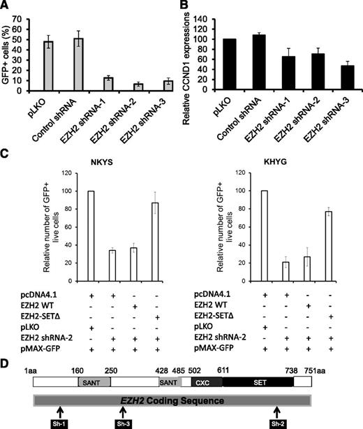 Figure 5. EZH2 depletion inhibits cell growth of NKTL tumor cells. (A) Effects of EZH2 knockdown on cell growth of NKYS cells. EZH2 shRNAs or control shRNA plasmids were cotransfected with a GFP-expressing plasmid pMAX-GFP in cells by electroporation. The percentage of GFP+ cells was determined by a Tali image-based cytometer at 18 hours after transfection. Cells transfected with EZH2 shRNA, but not those transfected with an empty vector or unrelated shRNA, exhibited a severe competitive growth disadvantage and cell death, as indicated by a significant depletion of GFP+ cells with time. (B) qRT-PCR analysis of CCND1 transcription in NKYS cells with EZH2 depleted by RNAi. (C) Rescue of EZH2 shRNA induced cell viability loss by forced expression of EZH2 SETΔ. Endogenous EZH2 was knocked down by an EZH2 shRNA-2, or was restored to physiological levels by ectopically expressing EZH2 shRNA2-resistant EZH2 SETΔ in NKYS and KHYG1 cells. Cells were cotransfected with EZH2 shRNA, together with either EZH2 WT or EZH2 SETΔ. Control transfections included a pLKO shRNA and pcDNA4.1, respectively. pMAX-GFP was cotransfected with other plasmids in each transfection to mark successfully transfected cells. The percentage of GFP+ live cells was determined by a Tali image-based cytometer at 18 hours after transfection. (D) Schematic description of EZH2 protein as well as the relative positions of regions targeted by EZH2 shRNAs. shRNAs expressed from a pLKO.1 vector targeting 3 regions of EZH2 are shown as black bars in relationship to the protein-coding regions.