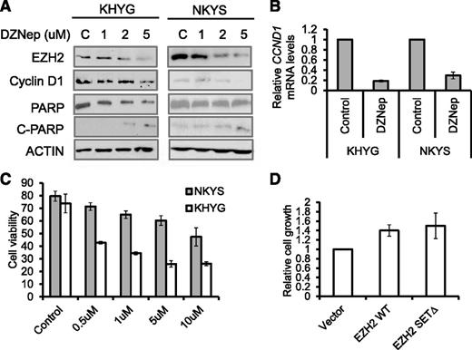 Figure 6. DZNep inhibits cell growth and induces apoptosis in NKTL tumor cells. (A) Western blot analysis of NK tumor cells exposed to increasing concentrations of DZNep showed a dose-dependent decrease in EZH2 protein, a decrease in CCND1 protein, and PARP cleavage in response to DZNep treatment. Cells were treated with indicated concentration of DZNep for 48 hours. Actin was used as a loading control. (B) Reduction of CCND1 mRNAs in DZNep-treated cells. The RNA harvested from the cells at 48 hours after treatment with DZNep at 5 µM, reverse-transcribed, subjected to qPCR by using primers specific for CCND1. (C) Quantification of cell viability in KHYG and NKYS cells treated with DZNep. Data are mean ±standard deviation of 3 independent experiments. (D) The rescued effects by EZH2 or EZH2Δ overexpression on DZNep-induced cell growth inhibition. Control plasmid or EZH2-expressing plasmids were cotransfected with pMAX-GFP to NKYS cells. Cells were then cultured in the absence or presence of DZNep at 10 µM for 48 hours. The percentage of GFP+ live cells was accessed by a Tali image-based cytometer.