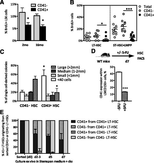 Figure 5. CD41 expression correlates with a quiescent state of HSCs. (A) Bar diagrams showing in vivo BrdU incorporation in CD41+ and CD41− LSK fractions in 2-month-old (n = 10) and 16-month-old (n = 3) mice. (B) Scatter plots showing in vivo BrdU incorporation of CD41+ (dark gray) and CD41− (light gray) LT-HSC (LSKCD34−) and ST-HSC+LMPP (LSKCD34+) cell fractions in individual 2-month-old mice. White symbols indicate total cell fraction (n = 10). (C) Size distribution of 224 single CD41− and CD41+ LT-HSC (LSKCD48−CD150+) derived colonies after 14 days in methylcellulose culture (n = 3). Error bars, SEM. (D) Bar diagram showing expression of CD41 within the LSKCD150+ (LT-HSC) fraction in control (-5FU) or mice 7 days after 5-FU treatment (n = 3). (E) Bar diagram showing the proportion of cells with the LT-HSC phenotype (LSKCD150+CD48−) expressing CD41 after 2 to 3, 5, and 7 days of ex vivo culture of sorted CD41+ or CD41− LSKCD150+CD48− LT-HSCs. *P < .05, ***P < .001 by Student t test.