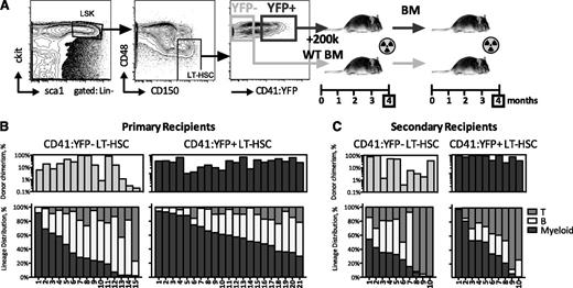 Figure 7. CD41:YFP+ LT-HSCs show robust, LT repopulation ability in secondary recipients and are more myeloid-biased than CD41:YFP− LT-HSCs. (A) Strategy of YFP+ and YFP− LT-HSC isolation and serial transplantation setup. Fifty to 100 LT-HSCs from 4- to 6-month-old CD41YFP/+ (CD41-HET) mice were transplanted with 200 000 competitor BM into lethally irradiated primary recipients. After 4 months, unfractionated BM was transplanted into lethally irradiated secondary recipients without addition of new competitor. (B-C) Top panels show donor chimerism in peripheral blood after 4 months in individual primary (B) and secondary (C) recipients. Bar colors: light gray, CD41:YFP−; dark gray, CD41:YFP+ donor HSCs. Bottom panels show donor lineage distribution in individual mice, corresponding vertically to the top panel bars.