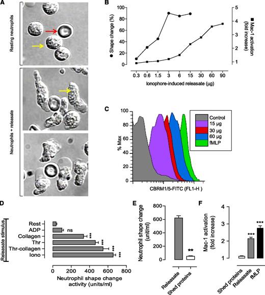 Figure 4. Platelet granule release induces neutrophil polarization and motility. Neutrophils (2 × 106/mL) were incubated with platelet releasate or shed proteins generated by the indicated agonist. Neutrophils were then assessed for shape change and Mac-1 activation, as described in “Materials and methods.” (A) Representative DIC images demonstrating neutrophil shape change following incubation with platelet releasate (29 µg/mL) for 20 minutes at 37°C (red arrow, red blood cells; yellow arrow, neutrophils). (B-C) Relative potency of platelet releasate derived from ionophore A23187-stimulated platelets: (B) line graph demonstrating the dose-dependent effects of the releasate on neutrophil shape change and Mac-1 activation, and (C) representative fluorescence-activated cell sorter (FACS) profiles of Mac-1 activation for each indicated dose of releasate (protein per milliliter of neutrophils) and formyl methionyl leucyl phenylalanine (fMLP) (2 µM). (D) Neutrophils (2 × 106/mL) were incubated in the absence (Rest) or presence of platelet releasates generated by activating platelets with either ionophore (Iono, 2 μM), thrombin + collagen (Thr-collagen, 1 U/mL thrombin and 10 μg/mL collagen), thrombin alone (Thr, 1 U/mL), collagen alone (10 μg/mL), or adenosine diphosphate (ADP; 10 μM) for 20 minutes at 37°C as described in supplemental Methods. Platelet releasate-induced neutrophil shape change was quantified as described in “Materials and methods” (mean ± SEM; n = 3). (E) The neutrophil shape change activity in platelet releasate and surface-shed proteins was quantified as described in “Materials and methods” (mean ± SEM; n = 3). (F) The effect of shed proteins and platelet releasate on Mac-1 activation was also examined, as describe in supplemental Methods and compared with that achieved in response to fMLP (2 µM) (mean ± SEM; n = 3). FITC, fluorescein isothiocyanate; ns, not significant, P > .05; **P < .01; ***P < .001.