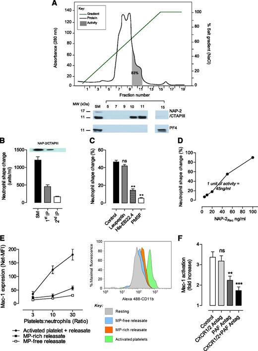 Figure 5. Purification, identification, and characterization of NAP-2 as the major platelet-derived chemokine inducing neutrophil shape change and polarization. (A) Platelet releasate (3.42 mg, 4,000 units activity) was applied to a Heparin HP Column, bound proteins (gray line)and eluted with an NaCl gradient (0-2 M; green line); active fractions (shaded area) were identified by using the neutrophil shape change assay. Eighty-three percent of the original activity was recovered in two fractions co-eluted with NAP-2 as demonstrated by immunoblot analysis using anti–NAP-2/CTAP-III and anti-PF4 Abs. (B) Platelet releasate was subjected to 2 rounds of NAP-2 immunodepletion by using the anti–NAP-2/CTAP-III Ab, as detailed in supplemental Methods. The activity in the starting material (SM) and NAP-2–depleted releasate (first and second IP) was assessed as described above (mean ± SEM; n = 3; P < .01). Samples were also subjected to sodium dodecyl sulfate polyacrylamide gel electrophoresis and western blotting analysis for NAP-2 (inset). (C) Neutrophils (2 × 106/mL) were first treated for 10 minutes with buffer (Control), serine protease inhibitor leupeptin (10 μg/mL), His-EB22.4 (10 μg/mL), or phenylmethanesulfonylfluoride (PMSF; 1 mM), and then incubated with platelet releasate (15 μg/mL) for 20 minutes at 37°C. The percentage of cells undergoing shape change was analyzed by DIC microscopy (percentage of total cells per field; mean ± SEM; n = 3). (D) Dose-dependent effects of recombinant NAP-2 (NAP-2Rec) on neutrophil shape change. (E-F) Regulation of Mac-1 activation through platelet–leukocyte cross-talk. (E) Relative potency of intact activated platelets (activated platelet + releaseate) versus MP-free releasate or MP-rich platelet releasate at inducing increased Mac-1 expression on the surface of isolated neutrophils. Intact activated platelets, MP-rich releasates, and MP-free releasates were prepared as described in supplemental Methods, equalized for volume, and incubated with washed neutrophils (2 × 106/mL) at the indicated platelet:neutrophil ratios for 30 minutes at 37°C. Mac-1 expression was assessed by FACS using an anti-human CD11b (ICRF44) Ab (mean ± SEM; n = 3). Representative FACS histogram profiles of Mac-1 expression at a platelet:neutrophil ratio of 30:1 are depicted on the right. (F) Neutrophils (2 × 106/mL) were treated with dimethylsulfoxide (Control), CXCR1/2 antagonist MSGA 8-73 (5 μM; CXCR1/2 Antag), or PAF antagonist CV-3988 (10 μM; PAF Antag) for 10 minutes at 37°C. The effect of PAF and CXCR1/2 antagonists on activated platelets induced Mac-1 activation and was assessed by using the CBRM1/5-FITC Ab (platelet:neutrophil ratio of 10:1) (mean ± SEM; n = 3). ns, not significant, P > .05; **P < .01; ***P < .001.