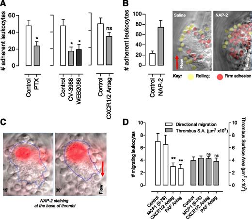 Figure 6. NAP-2 regulation of leukocyte recruitment and migration at sites of vascular injury. (A) C57Bl/6 (Control) mice were administered pertussis toxin (PTX; 4 µg per mouse, 2 hours prior to experiment), PAF antagonist (WEB2086 or CV-3988, 10 mg/kg), or the CXCR1/2 antagonist MSGA 8-73 (10 mg/kg, CXCR1/2 Antag) prior to needle injury of mesenteric veins. The number of firmly adherent leukocytes was quantified by using real-time DIC imaging 20 minutes postinjury (mean ± SEM; n = 3 to 4). (B) Recombinant NAP-2 (50 μg/mL) or saline (Control) were injected 20 to 30 μm upstream from the thrombus 10 minutes postinjury, and the number of firmly adherent leukocytes was quantified (mean ± SEM; n = 3). Representative DIC images following saline or NAP-2 injection are depicted (red, firmly adherent cells; yellow, rolling cells). (C) An anti–NAP-2 Ab (Alexa-546—labeled) was injected at the site of thrombus formation 15 minutes and 30 minutes postinjury. Images depict representative overlay images of NAP-2 staining (red) localized near the base of thrombi (blue outline) adjacent to the site of vascular injury. (D) The effects of PAF antagonist CV-3988 (PAF Antag), CXCR1/2 antagonist MSGA 8-73 (CXCR1/2 Antag), and inactive control (monocyte chemotactic protein1 9-76) on leukocyte directional migration at the thrombus base were examined over a 30-minute time frame by fluorescence microscopy (mean ± SEM; n = 3 to 4). The surface area of thrombi was also quantified. ns, not significant, P > .05; **P < .01.