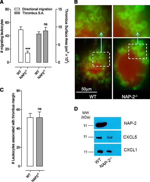 Figure 7. Leukocyte migration to the site of endothelial injury is greatly attenuated in NAP-2−/− mice. (A-C) C57Bl/6 wild-type (WT) and NAP-2−/− mice were subjected to mesenteric venous needle injury with local microinjection of thrombin. Thrombus formation and leukocyte recruitment at the thrombus base were monitored for 20 minutes by using fluorescence and DIC microscopy. (A) The number of leukocytes migrating toward the site of vascular injury was quantitated in C57Bl/6 (WT) and NAP-2−/− mice (mean ± SEM; WT group, n = 15 injuries; NAP-2−/− group, n = 15 injuries). The surface area of thrombi was also quantified. (B) Representative fluorescence images depicting leukocyte–thrombus interactions (leukocytes: Gr-1 Ab, green; platelets: DiOC6, red) in C57Bl/6 (WT) and NAP-2−/− mice; the insets demonstrate the marked reduction in shape-changed and migrating leukocytes in NAP-2−/− mice. (C) The number of leukocytes interacting with the thrombus margin was quantitated 20 minutes postinjury in C57Bl/6 (WT) and NAP-2−/− mice. (D) Platelet lysates from C57Bl/6 (WT) and NAP-2−/− mice were subjected to sodium dodecyl sulfate polyacrylamide gel electrophoresis and western blotting analysis for NAP-2, CXCL1, and CXCL5, and representative blots from 1 of 3 independent experiments are shown. ns, not significant; ***P < .001.