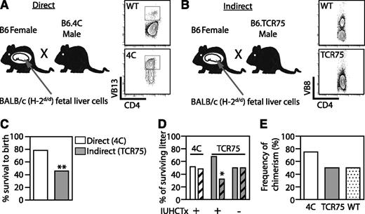 Figure 2. Indirect antigen presentation leads to in utero and neonatal demise after IUHCTx. (A) B6 mothers were bred to either 4C males (B6 mice with CD4 T cells recognizing I-Ad presented on BALB/c MHC class II, direct pathway) or (B) TCR75 males (B6 mice with CD4 T cells recognizing H-2Kd presented on B6 MHC class II, indirect pathway) and transplanted with BALB/c fetal liver hematopoietic cells. Flow cytometric analysis was used to genotype (A) 4C (CD4+Vβ13+) and (B) TCR75 (loss of bimodal distribution of Vβ8) transgenic animals. (C) The overall litter survival rate, including both wt and TCR-Tg pups. 4C, n = 37; TCR75, n = 83 injected. (D) Relative proportion of wt pups (plain bars) and TCR-Tg pups (diagonal bars) within each litter. 4C, n = 29; TCR75 with IUHCTx, n = 28; TCR75 without IUHCTx, n = 38. (E) The rate of chimerism of wt and TCR-Tg animals at 2 to 3 weeks after IUHCTx. TCR75, n = 8; 4C, n = 8; wt littermates, n = 26. P values: *<.05; **<.01 by χ2 test. wt, wild type.