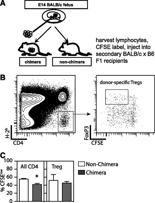 Figure 5. Tregs in wild-type chimeras after in utero transplantation. (A) Experimental design and (B) gating strategy to enumerate donor-specific Tregs in chimeric mice. BALB/c fetuses underwent IUHCTx with B6 donor cells. Two to three weeks after IUHCTx, lymphocytes were harvested from chimeras and nonchimeras, labeled with CFSE, and transplanted into F1 (B6 × BALB/c) recipients. Primary host (B6) lymphocytes were identified as CD4+H-2Kb− and proliferating donor-specific CD4 T cells and Tregs (CD4+Foxp3+CFSElow) were (C) quantified in chimeras and nonchimeras. Chimera (n > 5), nonchimera (n > 2). *P < .05 by Student t test.