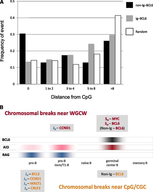Figure 2. BCL6 breaks occur preferentially at CpG and WGCW motifs. (A) Distance from BCL6 breakpoint to CpG motif in Ig–BCL6 and non-Ig–BCL6 translocations. The proportions of observed BCL6 breakpoints that occur directly at a CpG site (0 bp) and at distances of 1 to 2 bp, 3 to 4 bp, 5 to 8 bp, and greater than 8 bp from the nearest CpG site are shown in black (non-Ig rearrangements) and in gray (Ig translocations). For comparison, the corresponding proportions for a random distribution of breaks in the 2156-bp BCL6 break window are shown in white. The heights of the white bars reflect the density and spacing of CpG motifs in the break region. For example, 32.6% of the BCL6 breaks in non-Ig rearrangements (P < .003; supplemental Table 2), but only 13.5% of the BCL6 breaks in Ig translocations (P > .15; supplemental Table 1), occur directly at CpG compared with 15.3% for a random distribution of breaks in this region. (B) Timing of chromosomal translocations as a function of B-cell development. Breakpoint motif analysis suggests that most lymphoma translocations occur either in germinal center B-cells, when AID and BCL6 are highly expressed, or in pro-B/pre-B cells, when the RAG complex is highly expressed and AID is expressed at very low levels. The Ig breaks in most Ig-MYC and Ig-BCL6 translocations are in SH regions, which contain hundreds of WGCW repeats, and the MYC and BCL6 breaks occur near WGCW and related motifs scattered throughout these partner loci (red text in figure). The Ig breaks in most pro-B/pre-B cell translocations are generated at JH and DH segments by the RAG complex as part of the V(D)J recombination process (blue text). Most CpG breaks occur at Ig partner loci in pro-B/pre-B cell translocations, but also in a subset of non-Ig–BCL6 rearrangements that probably occur in germinal center B-cells (orange text).