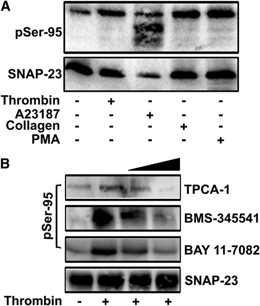 Figure 1. SNAP-23 phosphorylation in stimulated platelets. (A) Mouse platelets were stimulated with the indicated agonists (thrombin, 0.1 U/mL; A23187, 1 μM; collagen, 10 μg/mL; PMA, 200 nM) for 3 minutes and were subjected to immunoblotting with anti-phospho-Ser95 (pSer-95) and anti-SNAP-23 antibodies. (B) Mouse platelets were preincubated with increasing concentrations of IKK inhibitors (TPCA-1, 0.5, 1 μM; BMS-345541, 5, 10 μM; BAY 11-7082, 12.5, 25 μM) for 5 minutes, stimulated with thrombin (0.1 U/mL; 3 min), and extracts from them were subjected to immunoblotting with pSer-95 and anti-SNAP-23 antibodies.