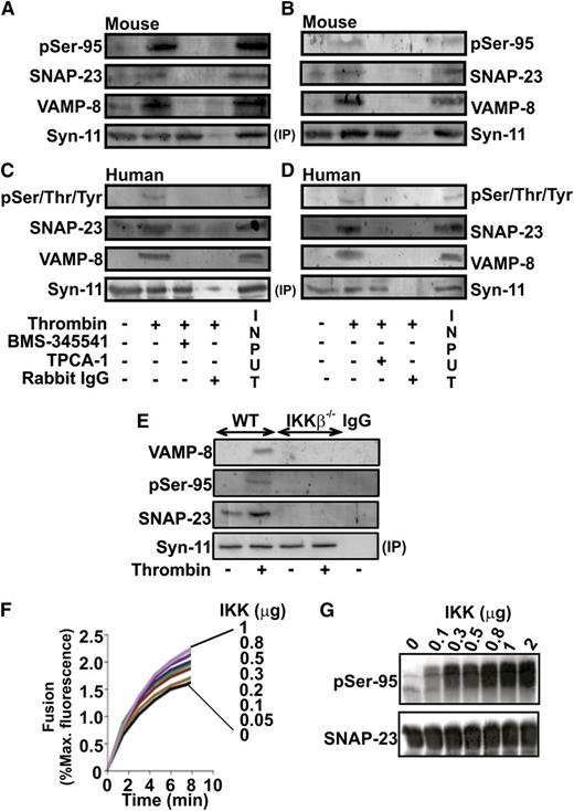 Figure 4. IKK-mediated phosphorylation of SNAP-23 is crucial for SNARE complex formation. Mouse (A-B) and human (C-D) platelets were incubated with IKK inhibitors (BMS-345541, 5 μM) (A-C); (TPCA-1, 0.5 μM) (B-D) and stimulated with thrombin (0.1 U/mL, 3 minutes). Wild-type (WT) and IKK-β−/− mouse platelets were stimulated with thrombin (0.1 U/mL) (E). Platelet lysates were precleared and then incubated with anti-syntaxin-11. Immunoprecipitates were separated by SDS-PAGE and immunoblotted using antibodies to syntaxin-11, SNAP-23, phosho-Ser/Thr/Tyr (pSer/Thr/Tyr), phospho-Ser95 (pSer-95), and VAMP-8 as indicated. (F) SNARE-bearing vesicles, t- and v-SNARE were reconstituted as described in our “Methods” section. t-SNARE vesicles were incubated with 0.5 mM ATP, 10 mM MgCl2, and increasing amounts of IKKβ (0-1.0 μg/reaction) at RT. After 60 minutes, v- and t-SNARE vesicles were mixed and fusion was monitored at 37°C. After 60 minutes, n-dodecyl-β-d-octylglucoside was added to obtain the maximum NBD fluorescence and fusion was calculated as the percent of that maximum. (G) An aliquot of the t-SNARE mixture from some of the reactions was subjected to immunblotting using anti-phospho-Ser95 (pSer-95) and anti-SNAP-23 antibodies. The data are representative of 2 replicates.