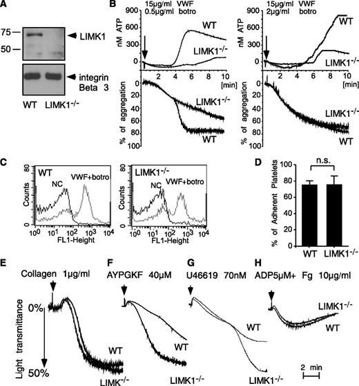Figure 2. LIMK1 stimulates platelet aggregation and secretion induced by VWF. (A) Immunoblots of platelet lysates from WT and LIMK1-knockout mice probed with an anti-LIMK1 antibody and an anti-β3 integrin antibody (loading control). (B) Aggregation and adenosine triphosphate (ATP) secretion traces of WT and LIMK1−/− platelets stimulated with VWF (15 μg/mL) and the indicated doses of botrocetin. (C) Flow cytometric analysis of the binding of VWF to WT and LIMK1−/− platelets. (D) Quantitation of WT or LIMK1−/− platelet adhesion to VWF-coated microtiter wells in the presence of botrocetin using an acid phosphatase assay. (E-H), Aggregation of WT and LIMK1−/− platelets in response to: collagen (E), PAR4AP (F), U46619 (G), and ADP and fibrinogen (H).