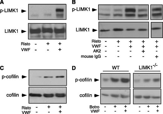 Figure 4. VWF-induced LIMK1 phosphorylation and LIMK1-dependent cofilin phosphorylation. (A-C) Immunoblots of washed human platelets, stimulated with VWF (10 μg/mL) in the absence or presence of ristocetin (0.25 mg/mL) in a platelet aggregometer at 37°C for 6 minutes with: (A and B) an antibody recognizing phosphorylated Thr508/505(T508/505) in LIMK and an anti-LIMK1 antibody (loading control); and (C) an antibody specific for Ser3(S3)-phosphorylated cofilin and an anticofilin antibody (loading control). In (B), platelets were preincubated with a function-blocking anti-GPIbα antibody, AK2 (10 μg/mL), or 10 µg/mL of control IgG for 6 minutes and then stimulated with VWF and ristocetin. (D) Immunoblots of WT and LIMK1−/− mouse platelets stimulated with VWF (10 µg/mL) in the presence of botrocetin (2 µg/mL) with an antibody against Ser3-phosphorylated cofilin or an anticofilin antibody.