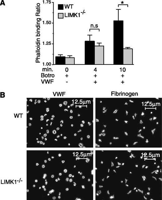 Figure 5. The role of LIMK1 in VWF/GPIb-IX–mediated actin polymerization and in platelet spreading. (A) Flow cytometric analysis of the relative amounts of polymerized actin in WT and LIMK1−/− platelets stimulated with 1 µg/mL botrocetin in the presence or absence of 6.4 µg/mL VWF in an aggregometer at 37°C for 4 and 10 minutes. The ratio between the mean fluorescence intensity values of stimulated platelets versus the baseline phalloidin binding in control platelets is shown. Statistical significance was determined by one-way analysis of variance (*P < .05). (B) Alexafluor-546–labeled phalloidin staining of polymerized actin in WT and LIMK1−/− platelets spread on VWF (in the presence of 2 µg/mL botrocetin) or fibrinogen-coated coverslides (90 min at 37°C). The scale bars represent 12.5 µm.