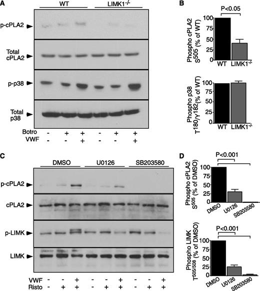 Figure 7. GPIb-IX–mediated cPLA2 activation in WT and LIMK1−/− platelets, and the effect of MAPK inhibitors on LIMK activation. (A) Immunoblot analysis of WT and LIMK1−/− platelets, stimulated in the presence or absence of 5 µg/mL VWF, 2 µg/mL botrocetin, or both, with antibodies recognizing phosphorylated cPLA2 Ser505(S505), total cPLA2, phosphorylated p38 Thr180/Tyr182(T180/Y182), or total p38. (B) Quantitative data from 4 experiments depicted in (A) using ImageJ (uncalibrated OD, mean ± SE). (C) Human platelets, preincubated with 25 μM SB203580, 3.5 μM U0126, or DMSO for 2 minutes, were stimulated with VWF (10 µg/mL) in the absence or presence of ristocetin (0.25 mg/mL) or stirred without stimulation in a platelet aggregometer at 37°C for 6 minutes. Lysates from these platelets were immunoblotted with antibodies against phosphorylated LIMK Thr505/508 or against phosphorylated cPLA2 Ser505, and also with antibodies against LIMK1 and cPLA2 as loading controls. (D) Quantitative data for (C) expressed as a percentage of DMSO control.