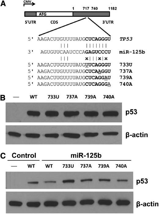 Figure 5. Expression analyses of TP53 3′UTR variation affecting miR-125b binding in p53-null cells. (A) Schematic representation of the p53 cDNA construct and 3′UTR variants. (B) Western blot of p53 expression in p53-null H1299 cells transfected with p53 constructs. (C) Western blot of p53 expression in p53-null H1299 cells transfected with p53 constructs with or without miR-125b. β-actin was used as a control.
