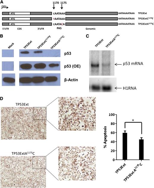 Figure 6. p53 expression and function for the TP53 PAS variant in p53-null cells. (A) Schematic representation of the TP53 constructs. Each carries a WT 5′UTR, WT CDS, a WT or mutant 3′UTR, and a 2.5-kb native genomic sequence downstream of the TP53 PAS. (B) Western blot of p53 expression in p53-null H1299 cells transfected with p53 constructs. β-actin was used as a control. OE, overexposure. (C) Northern blot of p53 mRNAs in H1299 cells carrying exogenous p53 genes. A housekeeping RNA (H1RNA, the RNA subunit of human ribonuclease P) was used as a control. (D) Apoptosis of cells with p53 constructs; representative TUNEL images (left) and percentage of TUNEL-positive cells (right). *P ≤ .05.