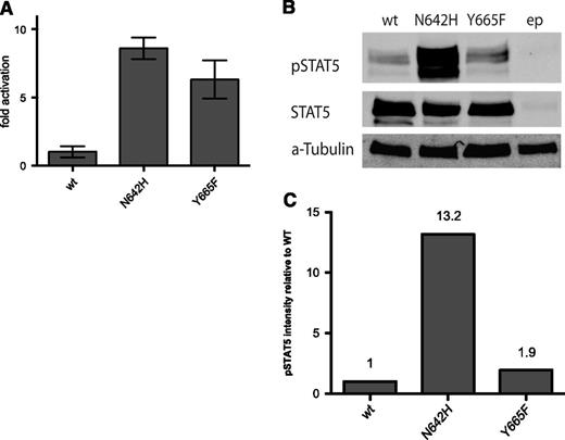 Figure 5. STAT5b mutations Y665F and N642H increase the transcriptional activity of STAT5. (A) HeLa cells were transfected simultaneously with a wild-type STAT5b vector or STAT5b mutants Y665F or N642H, and a luciferase reporter construct with a STAT5-responsive element. Each condition was tested in triplicate and the fold increase compared with wild-type vector is presented. (B) HeLa cells transfected with empty vector, wild-type STAT5b or mutant construct Y665F or N642H were lysed, and STAT5 and phospho-STAT5 levels were analyzed by western blot. (C) The western blot results shown as a fold change of the intensity of phospho-STAT5 expression compared with total STAT5 protein, normalized to the phospho-STAT5/STAT5 expression levels of HeLa cells with the wild-type STAT5 construct (Odyssey Imaging System; LI-COR Biosciences). wt, wild type; ep, empty plasmid.