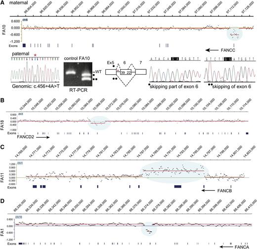 Figure 1. aCGH identifies deletions in FANCA, FANCC, and FANCD2 and duplication in FANCB. (A) Deletion in FANCC. The CGH data for the FANCC gene region in FA10 DNA are displayed in the top panel, genomic coordinates are above, and exons are below. The display was generated using SignalMap (Nimblegen). The y-axis shows the intensity ratio (log value) between the test sample and the reference DNA. A “0” represents 2 copies and thus no change in copy number, but the region of decreased ratio (blue shading) indicates a deletion. The red line connects the individual data points (black dots displaying a 500-bp moving average) with a similar intensity ratio. The arrow indicating FANCC points in the direction of transcription of the gene, right to left. This deletion removes exon 1 and 5 kb upstream. The CGH data were generated from the maternal DNA. The Sanger sequencing trace shows the paternal mutation (*) in the genomic DNA. RT-PCR using FA10 RNA for the region of paternal mutation is shown along with that of a control RNA. The normal-size product present in the control lane is absent in the FA10 RNA lane. The 2 lower-size bands in FA10 lane (indicated by • and ••) represent the alternatively spliced products caused by the paternal mutation in intron 5 skipping either the entire or a portion (39 bases) of exon 6. The maternal allele that carries the deletion is not expressed. (B) Deletion in FANCD2. The CGH data for the FANCD2 gene region in FA18 DNA are displayed, along with genomic coordinates above, and the exons below. The FANCD2 gene transcription is from left to right (arrow). The 4.7-kb deletion (blue shading) highlighted by the reduced intensity ratio indicates the loss of exon 18. (C) Duplication in FANCB. The CGH data displayed for the FANCB region in FA11 are shown. The reference DNA is from a male, and thus the intensity ratio for FANCB on the X chromosome is still “0”. The arrow (right to left) points to the direction of transcription of FANCB. The blue shading indicates an increased ratio and represents a duplication that includes exons 2 and 3. (D) Deletion in FANCA. The CGH data for the FANCA region in FA1 are displayed. The intensity ratios, shaded blue, indicate that the deletion in FA1 removes exons 16 to 17. The arrow (right to left) points in the direction of transcription of FANCA.