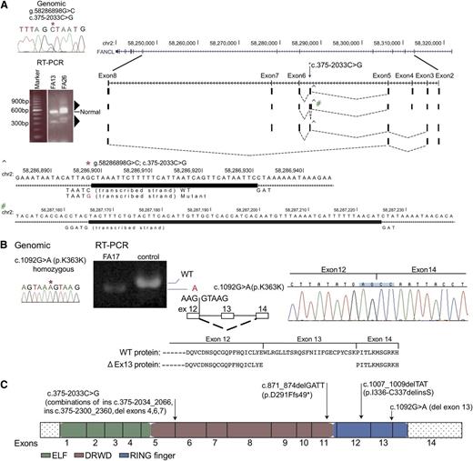 Figure 4. Biallelic FANCL gene mutations from 3 families and their effect on RNA splicing. (A) RT-PCR analysis of the FANCL region harboring the mutation (c.375-2033C>G) that is shared by FA26 and FA13 (*). The germline mutation is displayed using Sanger sequencing. RT-PCR from FA26 and FA13 using primers located in exons 2 and 8 shows additional multiple products (triangles) that are longer and shorter than the correctly sized product. RT-PCR products from FA26 RNA were cloned and individual colonies representing different size products were sequenced. The sequences and their representation of the alternate splice patterns between exons 2 and 8 are aligned with the UCSC browser for the FANCL gene. Four unique and alternatively spliced products were identified. A larger product represents a 33-bp insertion (ins c.375-2033_2066), and this was generated using the splice donor signal created by the variant (CTAAT>GTAAT), and a TAG acceptor, 34 bases away (^). This region is expanded below with the thick rectangle, showing the bases inserted by the mutation. A second alternative transcript includes the 33-bp insertion (^) and an additional 61-bp insertion (#) from intron 5 (ins c.375-2300_2360), resulting from cryptic splice signals (GTAAG and TAG) on either side of this insertion. The minus strand is transcribed for FANCL. The third variant includes the 33-nt insertion but exon 4 is skipped, and in the fourth variant exons 4, 6, and 7 are skipping. Supplemental Figure 4 provides additional detail. (B) Homozygous, synonymous FANCL mutation in FA17 results in exon skipping. The Sanger sequence trace displays a genomic mutation, c.1092G>A (p.K364K) (*). RT-PCR analysis for the mutation shows only a smaller-than-expected product, and no product of reduced size is observed in the control lane. Sequence traces for the RT-PCR product are displayed along with a diagram showing the skipping of exon 13. The wild-type protein, along with the predicted mutant protein resulting from in-frame removal of 24 amino acids, is shown. (C) Mutations in the FANCL gene. The mutations identified in this study are on top of the FANCL coding region, displayed as exons. The ELF, DRWD, and RING finger domains23 are color-coded.