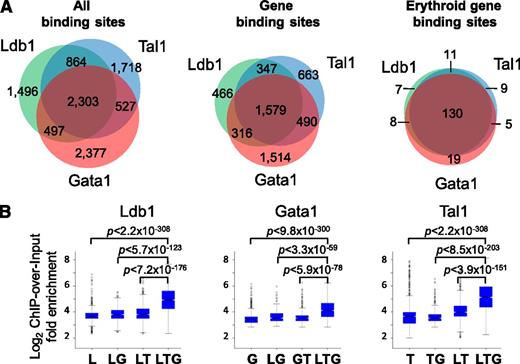 Figure 1. ChIP-Seq analysis of Ldb1/Tal1/Gata1 complexes (Ldb1 complexes). (A) Frequency of colocalized Ldb1, Tal1, and Gata1 binding sites. Shown are (left) all sites , (center) gene binding sites, and (right) erythroid fingerprint gene binding sites. Gene binding sites are defined as those sites within 5 kb of a TSS or within a gene body. Erythroid fingerprint genes are as described.24 (B) ChIP-over-input fold enrichment at Ldb1, Tal1, and Gata1 binding sites. G, Gata1; L, Ldb1; T, Tal1.